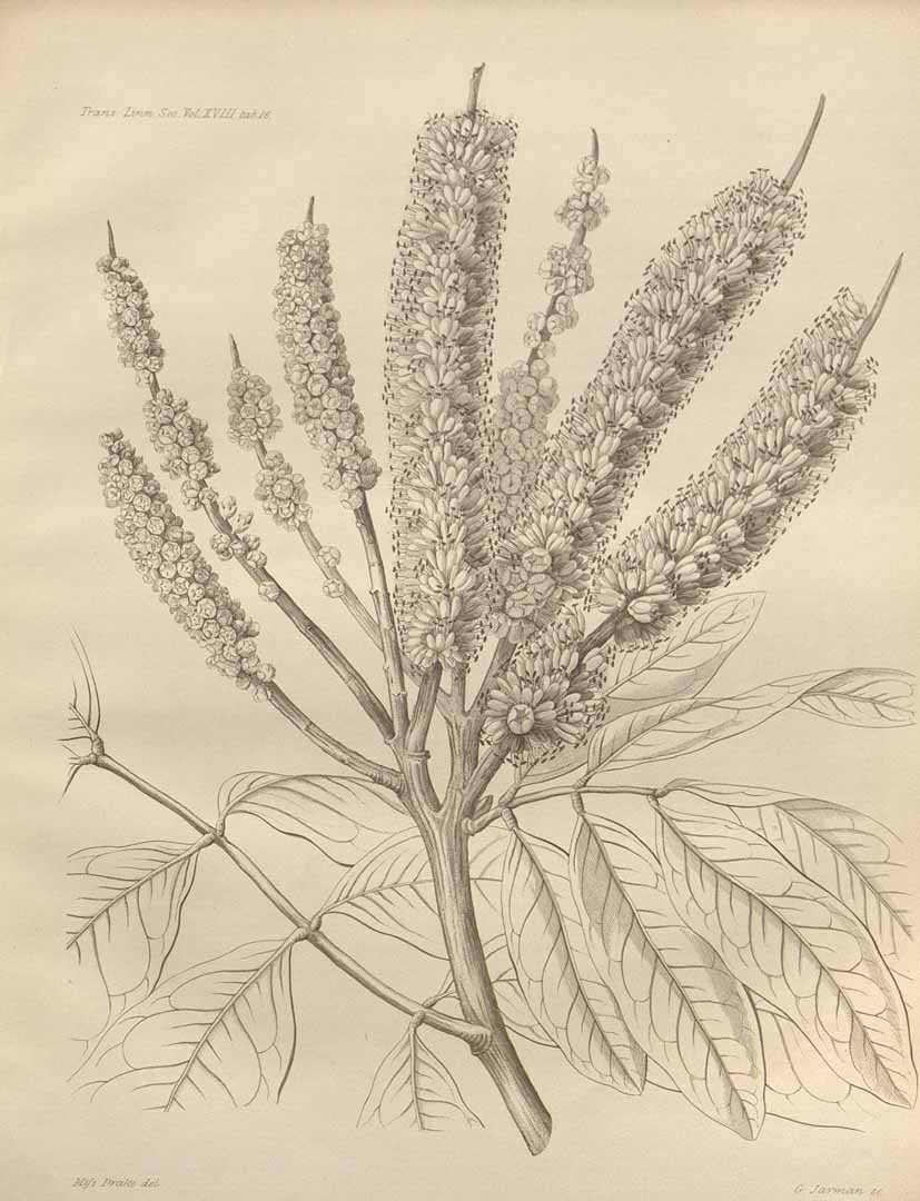 no HD illustration available (3)