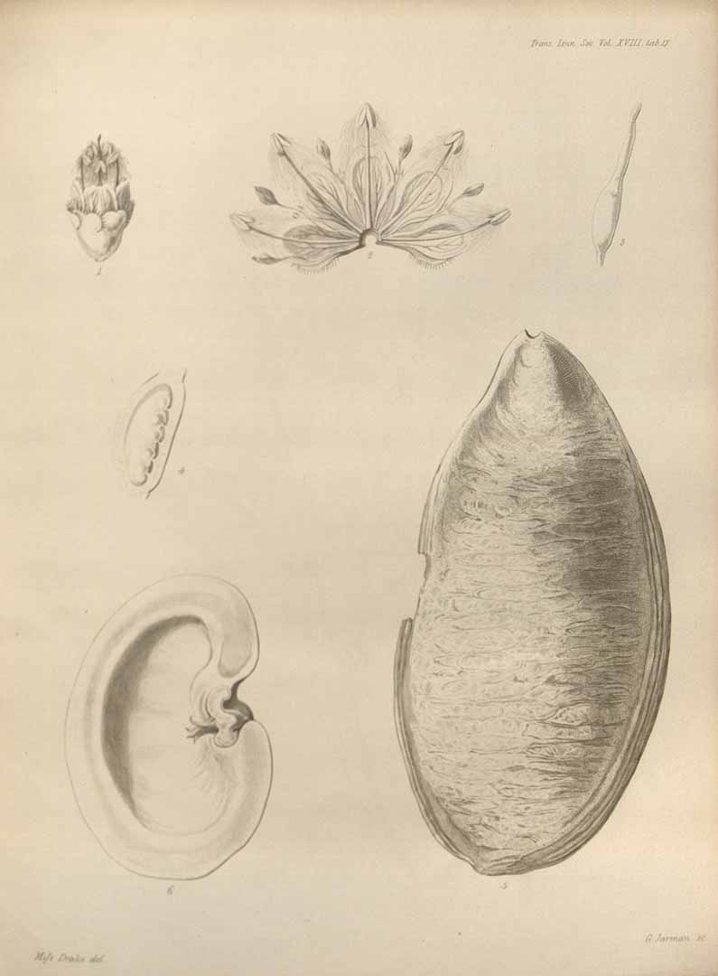 no HD illustration available (3)