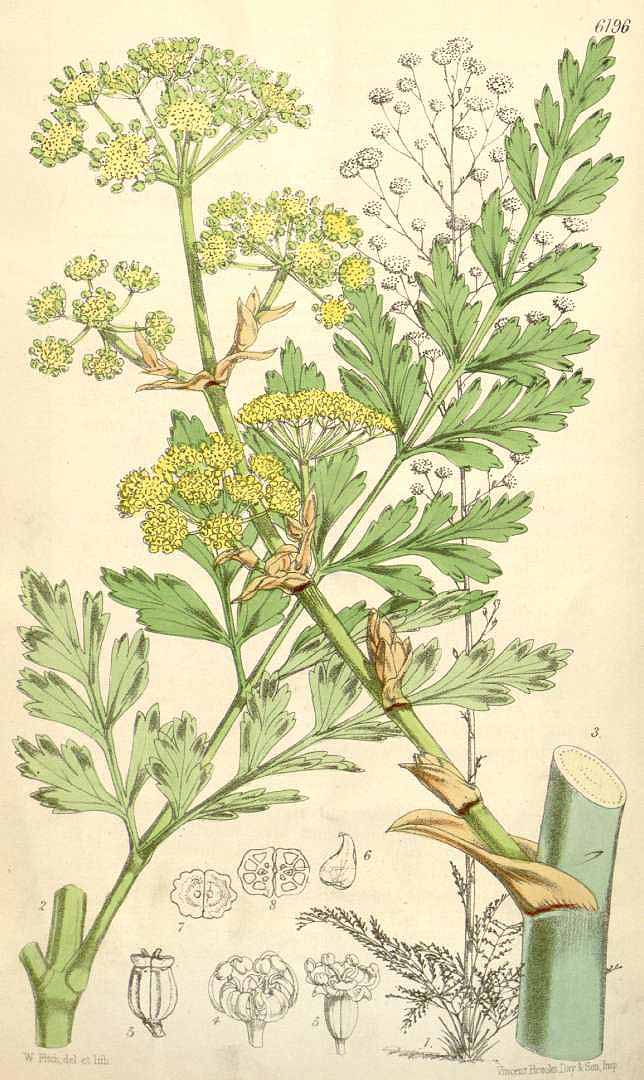 no HD illustration available (3)