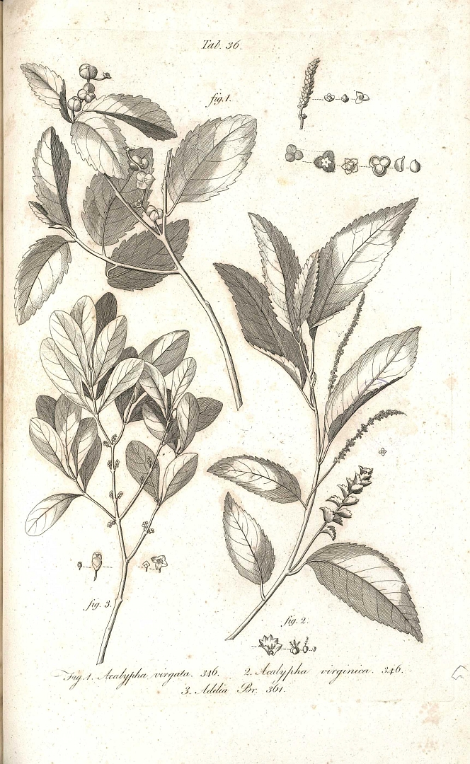 no HD illustration available (3)