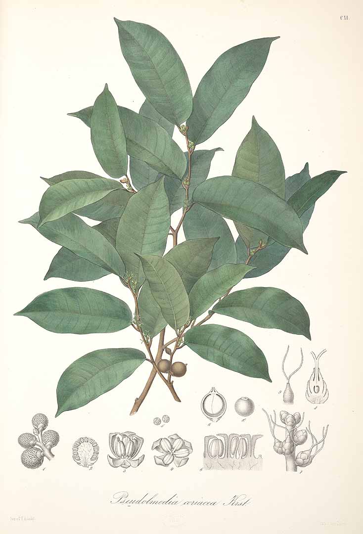 no HD illustration available (3)