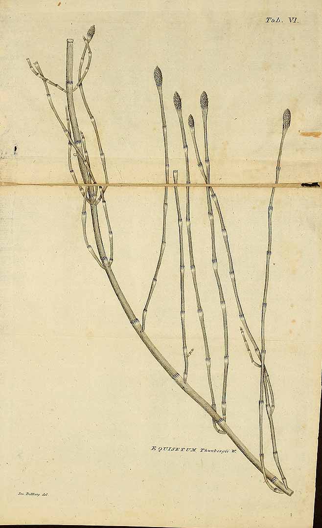 no HD illustration available (3)