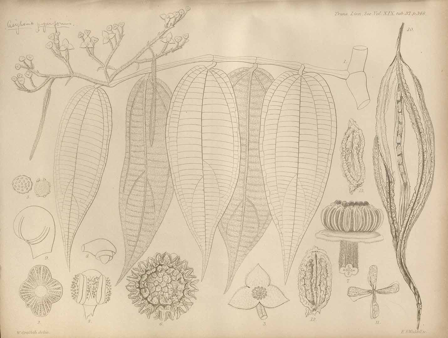 no HD illustration available (3)