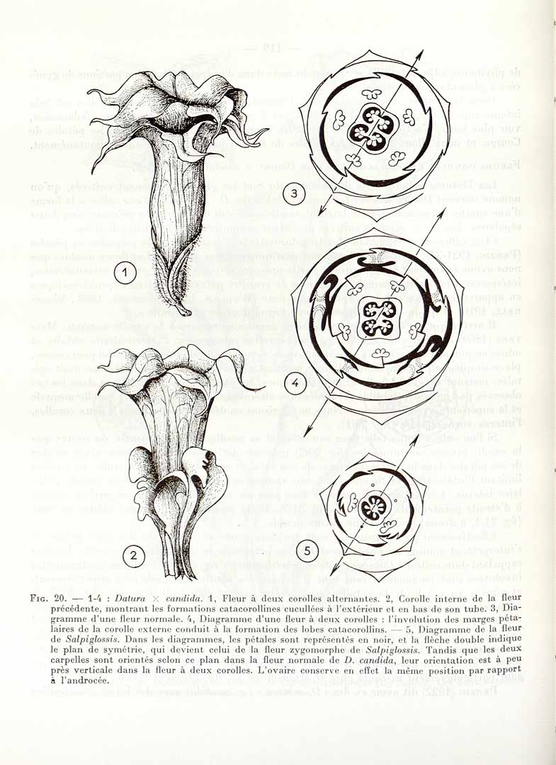 no HD illustration available (3)