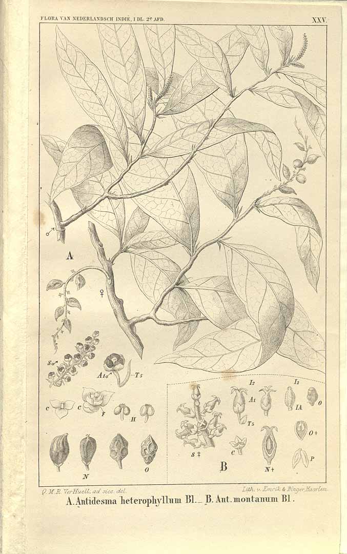 no HD illustration available (3)