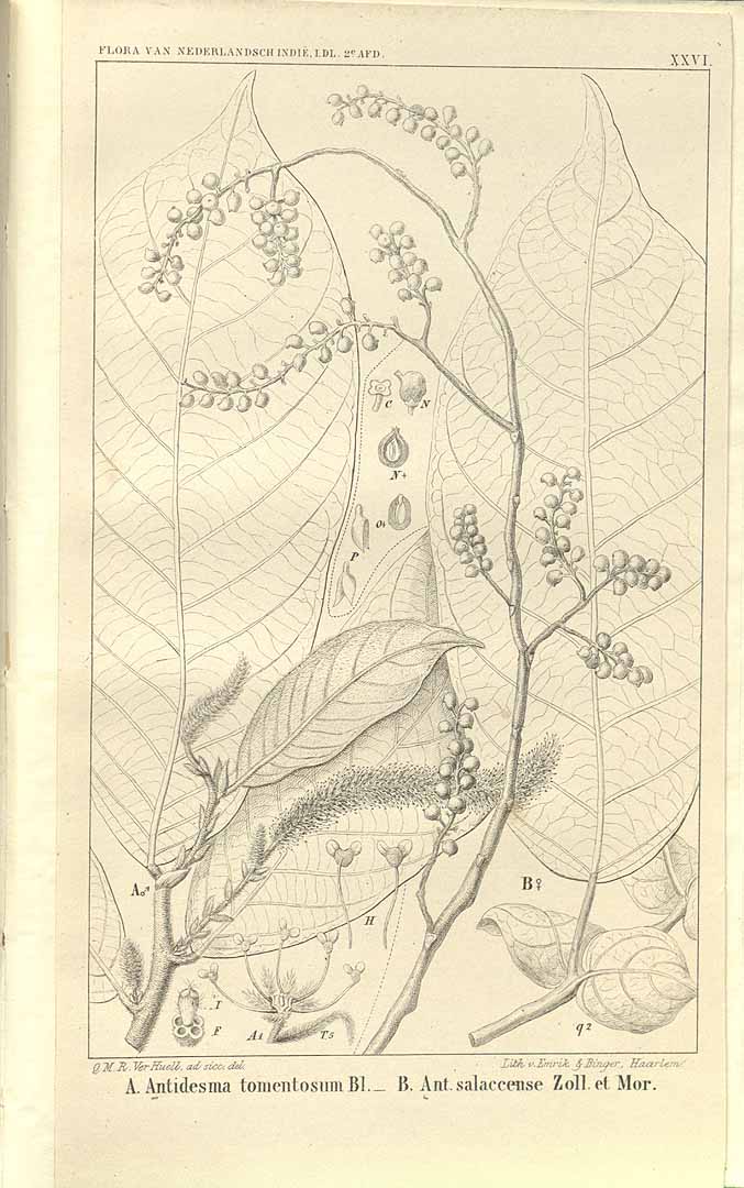 no HD illustration available (3)