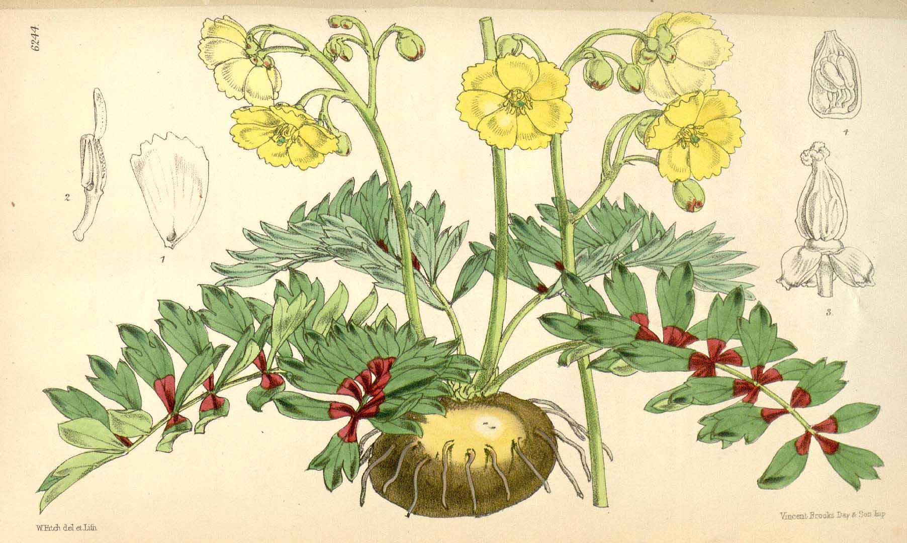 no HD illustration available (3)