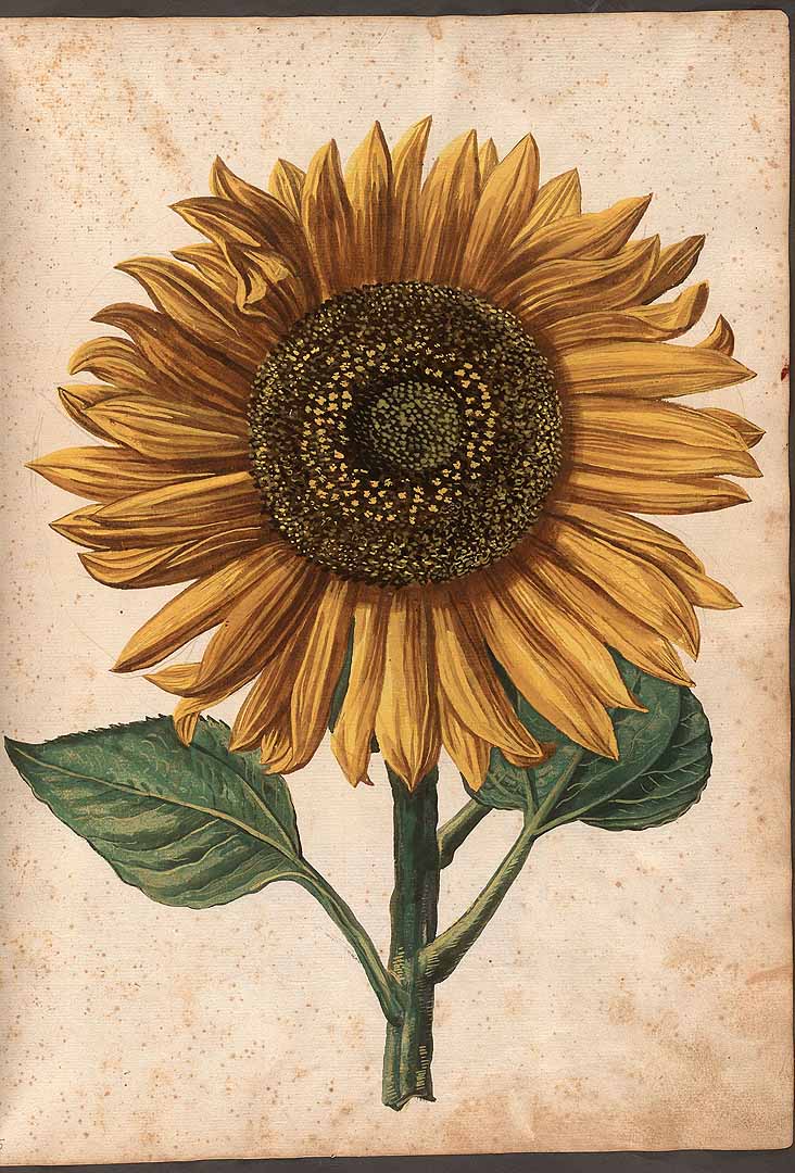 no HD illustration available (3)