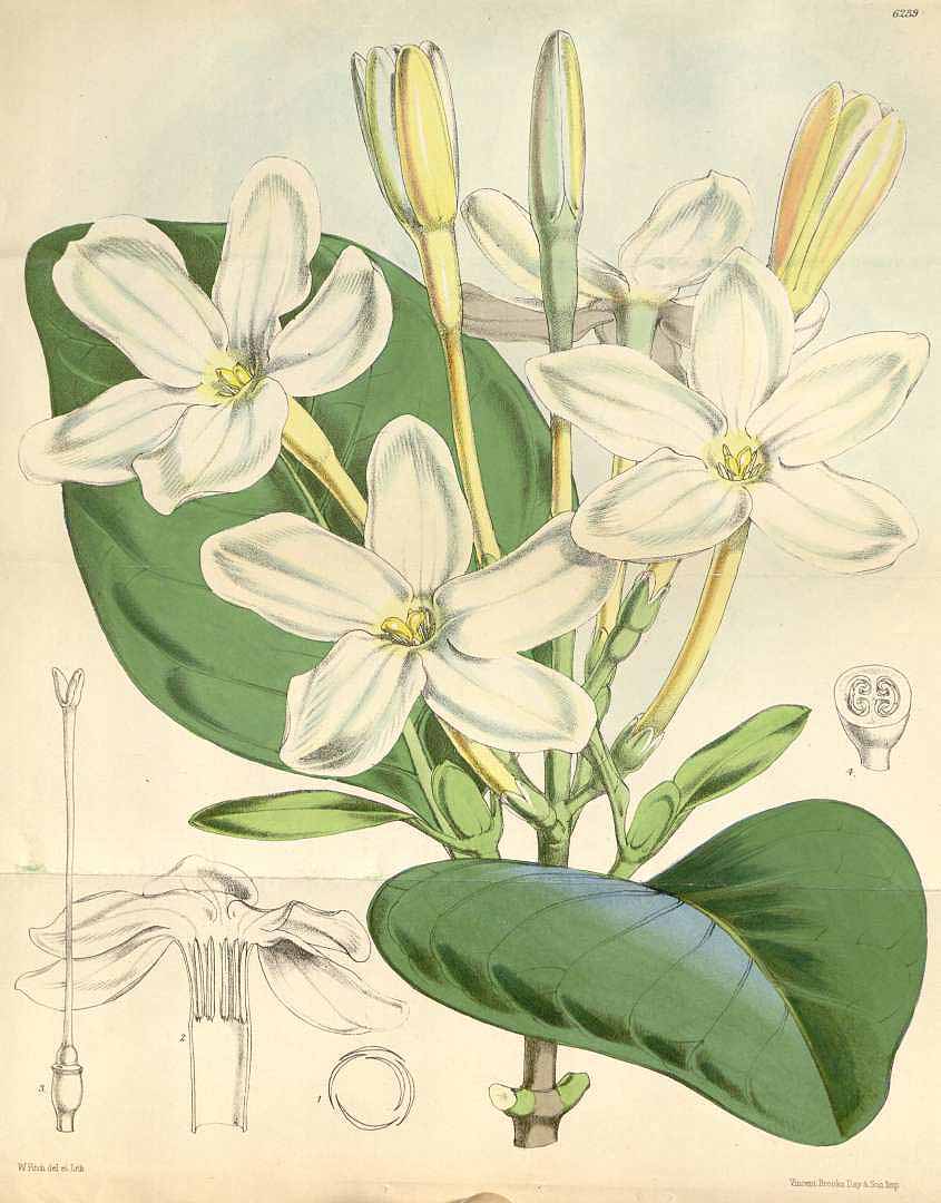 no HD illustration available (3)