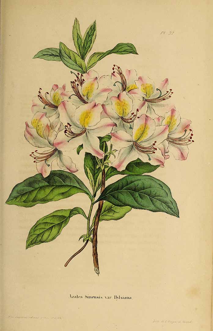 no HD illustration available (3)