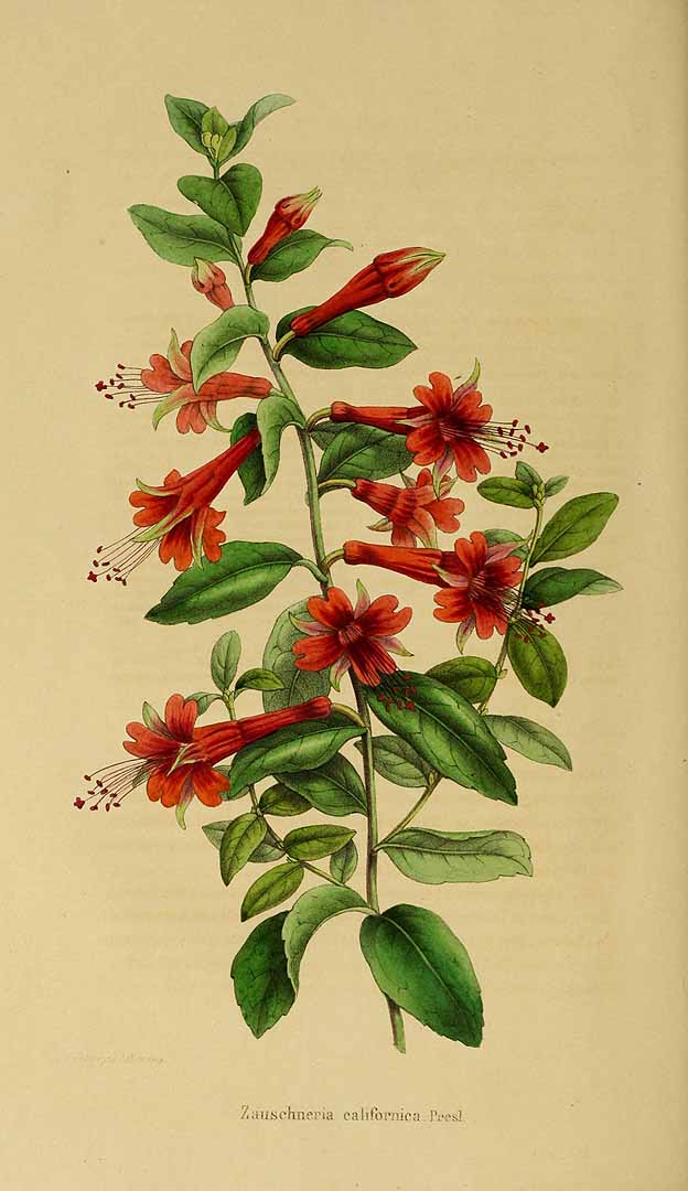 no HD illustration available (3)