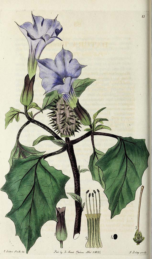 no HD illustration available (3)