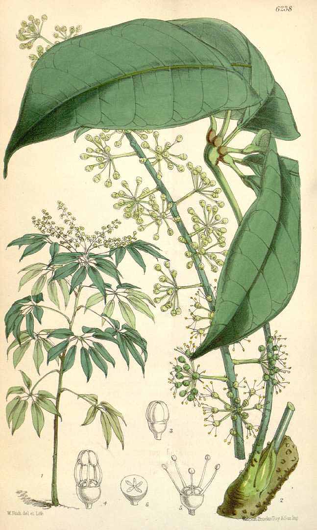 no HD illustration available (3)