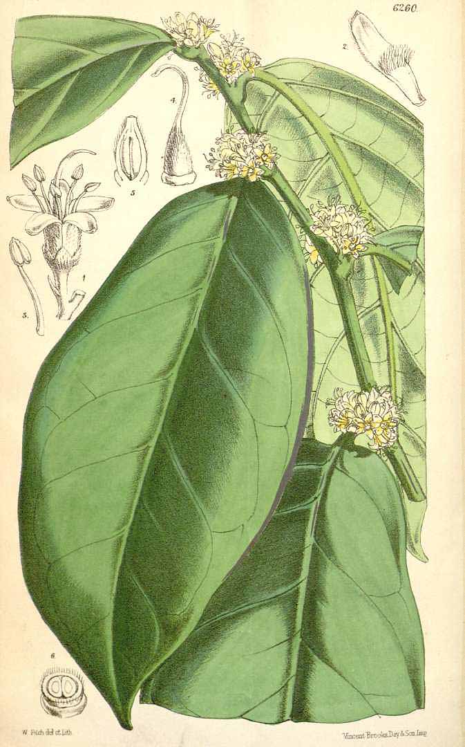 no HD illustration available (3)