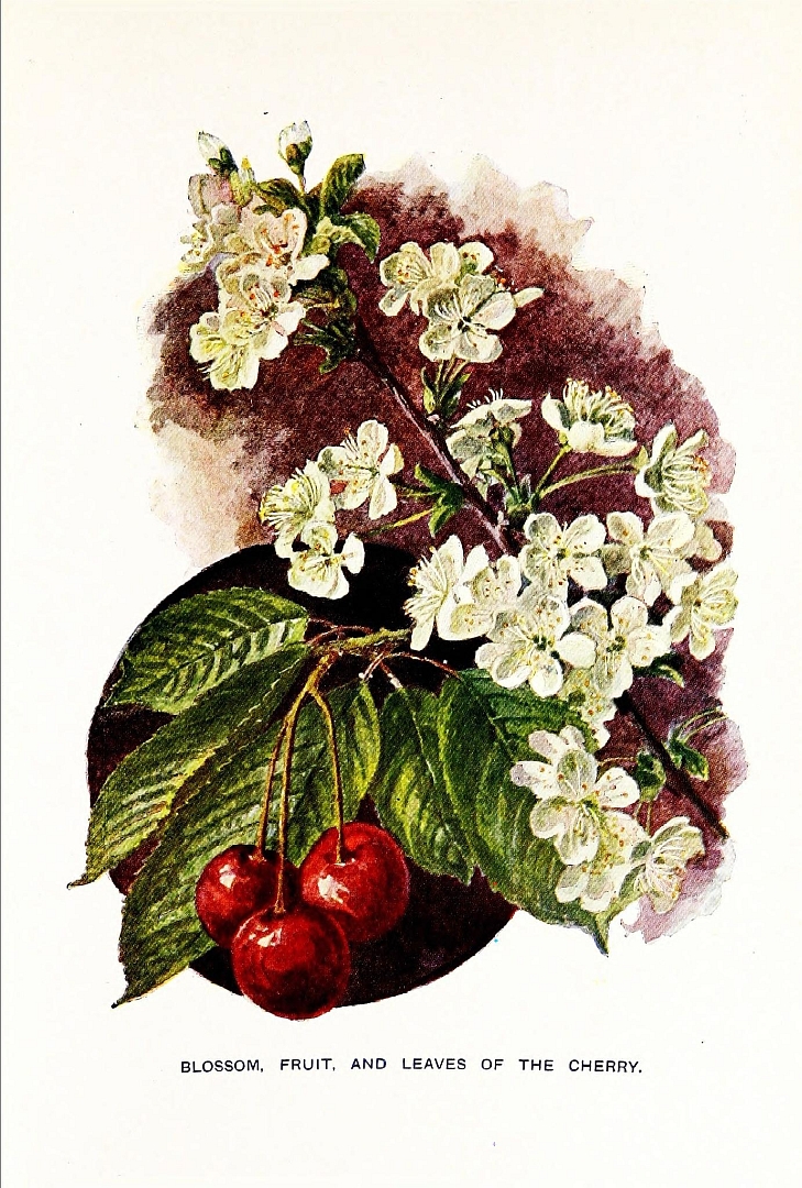 no HD illustration available (3)