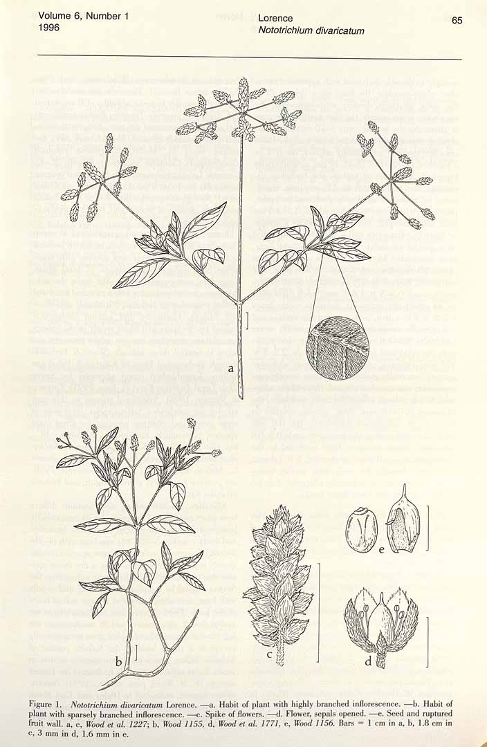 no HD illustration available (3)