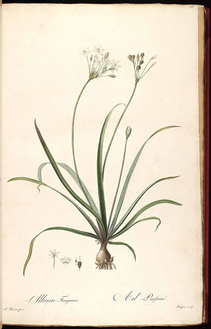 no HD illustration available (3)