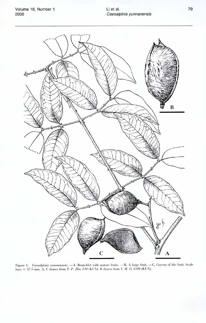 no HD illustration available (3)