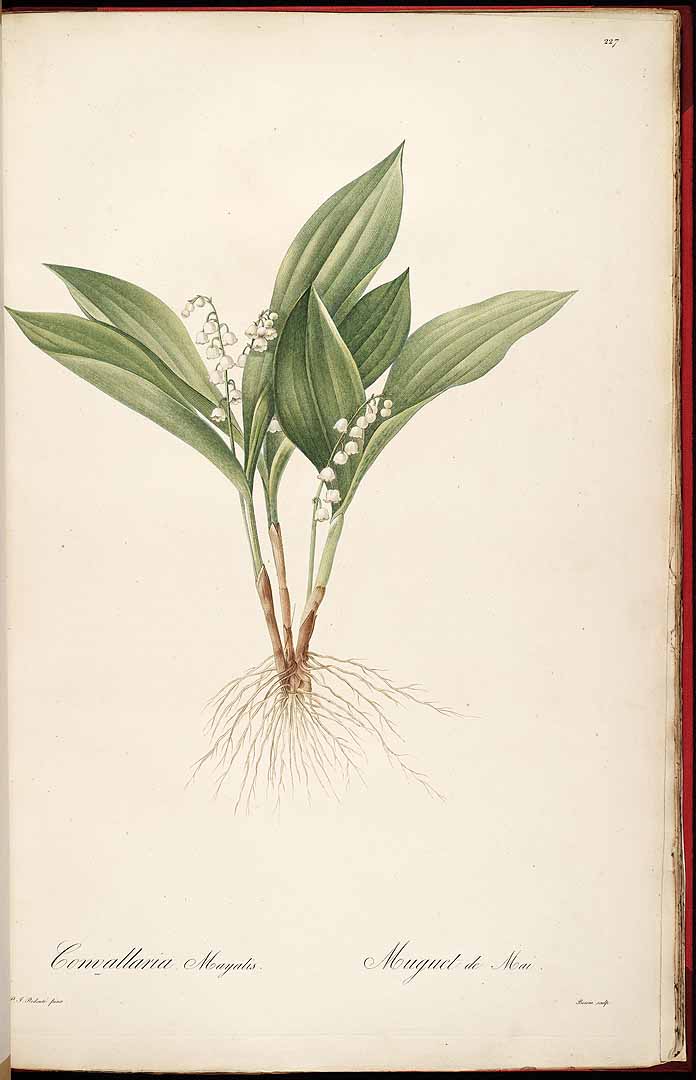 no HD illustration available (3)