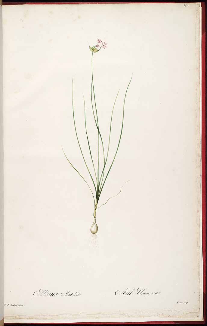 no HD illustration available (3)