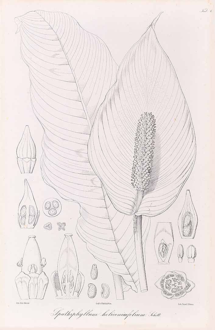 no HD illustration available (3)