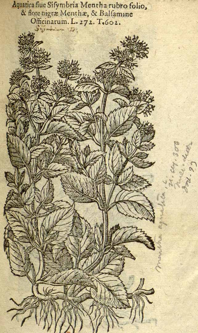 no HD illustration available (3)