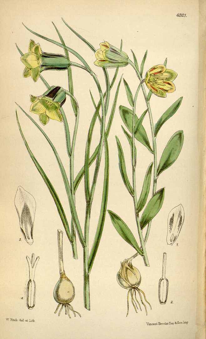 no HD illustration available (3)