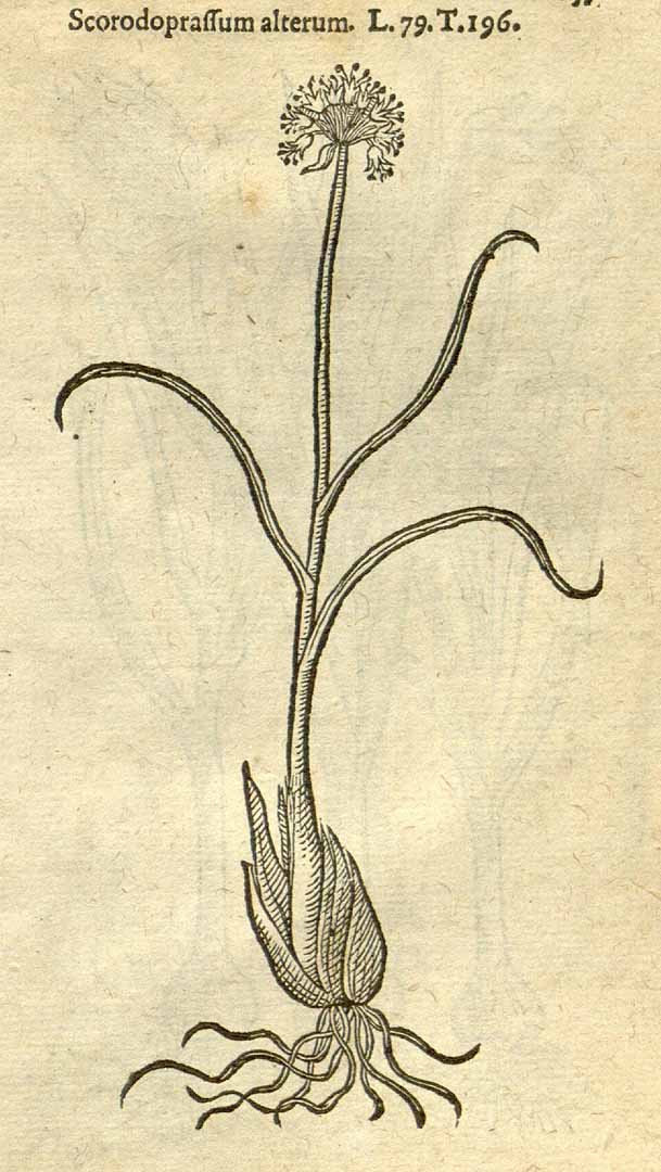 no HD illustration available (3)