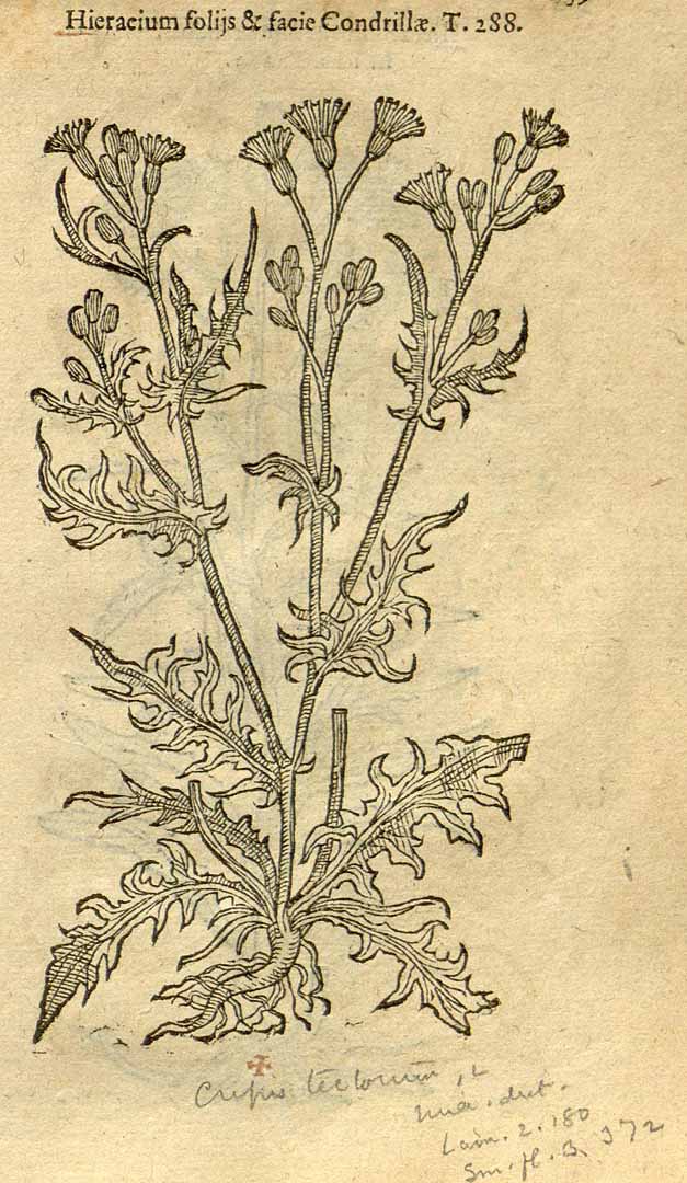 no HD illustration available (3)