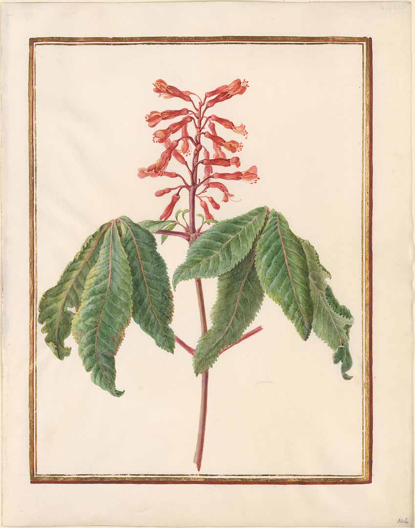 no HD illustration available (3)