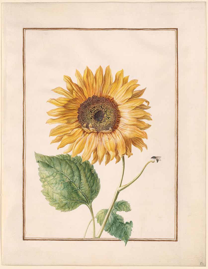 no HD illustration available (3)