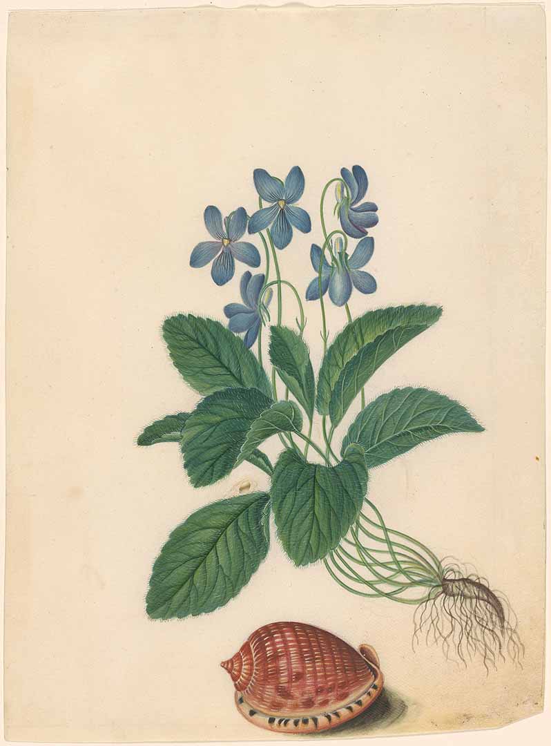 no HD illustration available (3)