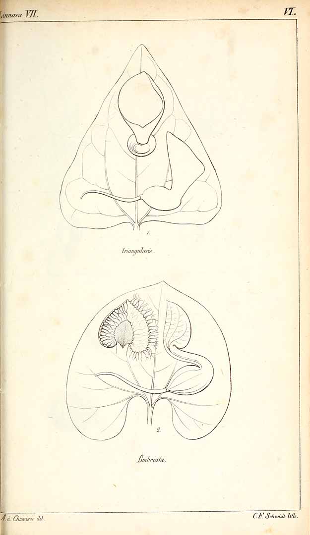 no HD illustration available (3)