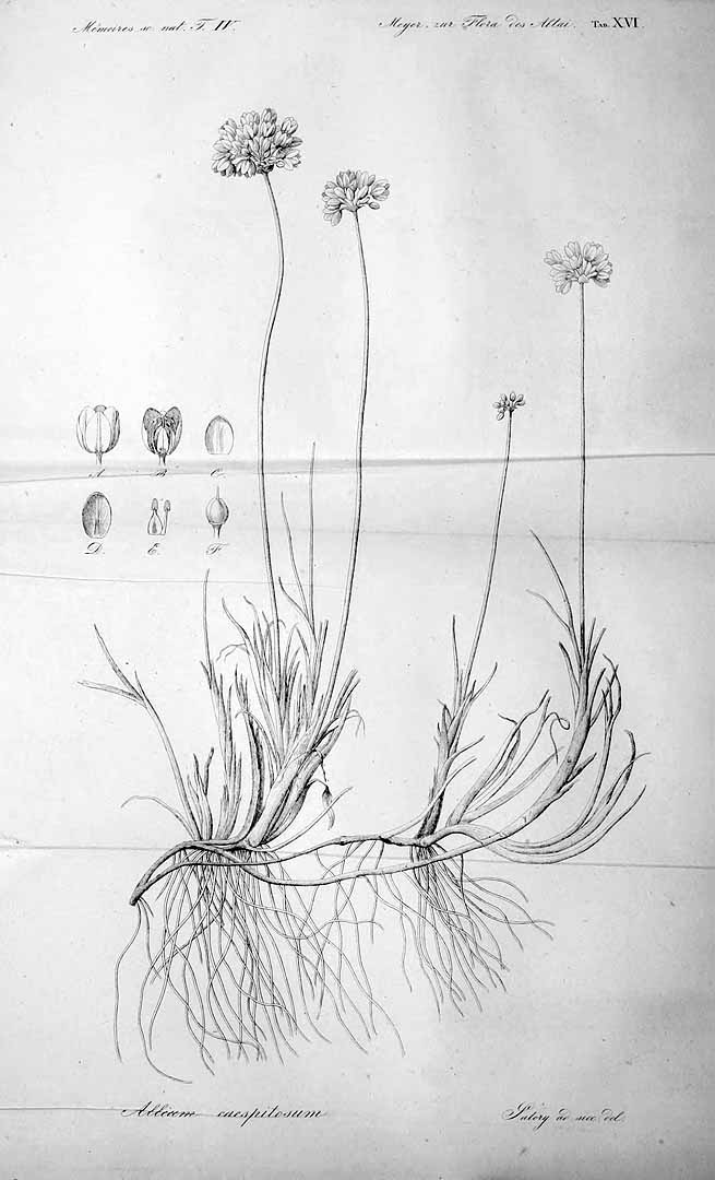 no HD illustration available (3)