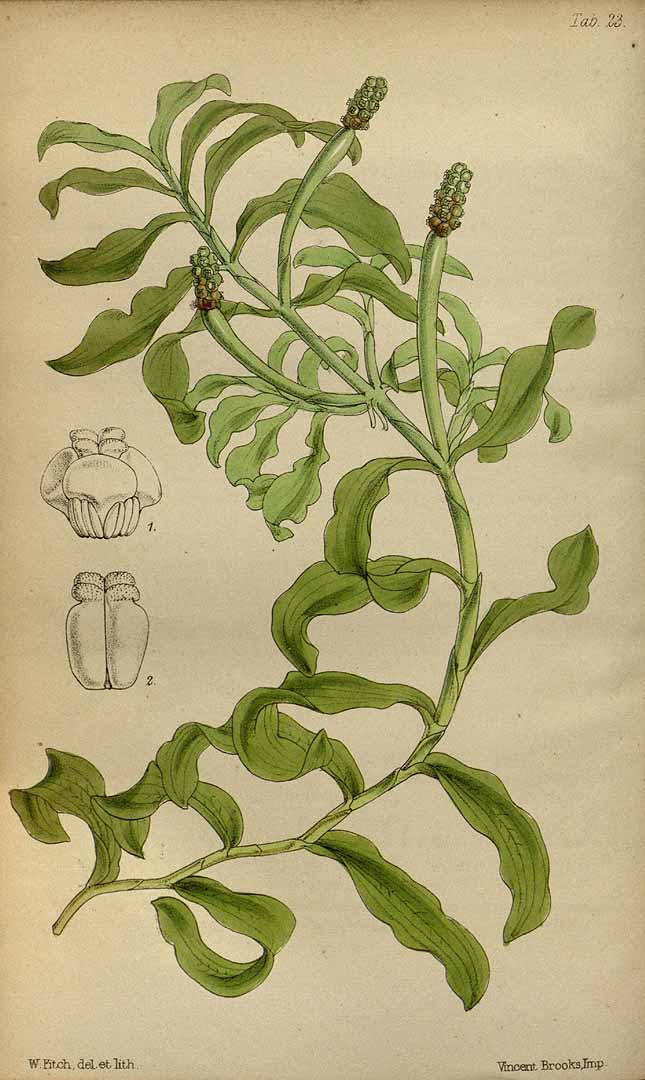 no HD illustration available (3)