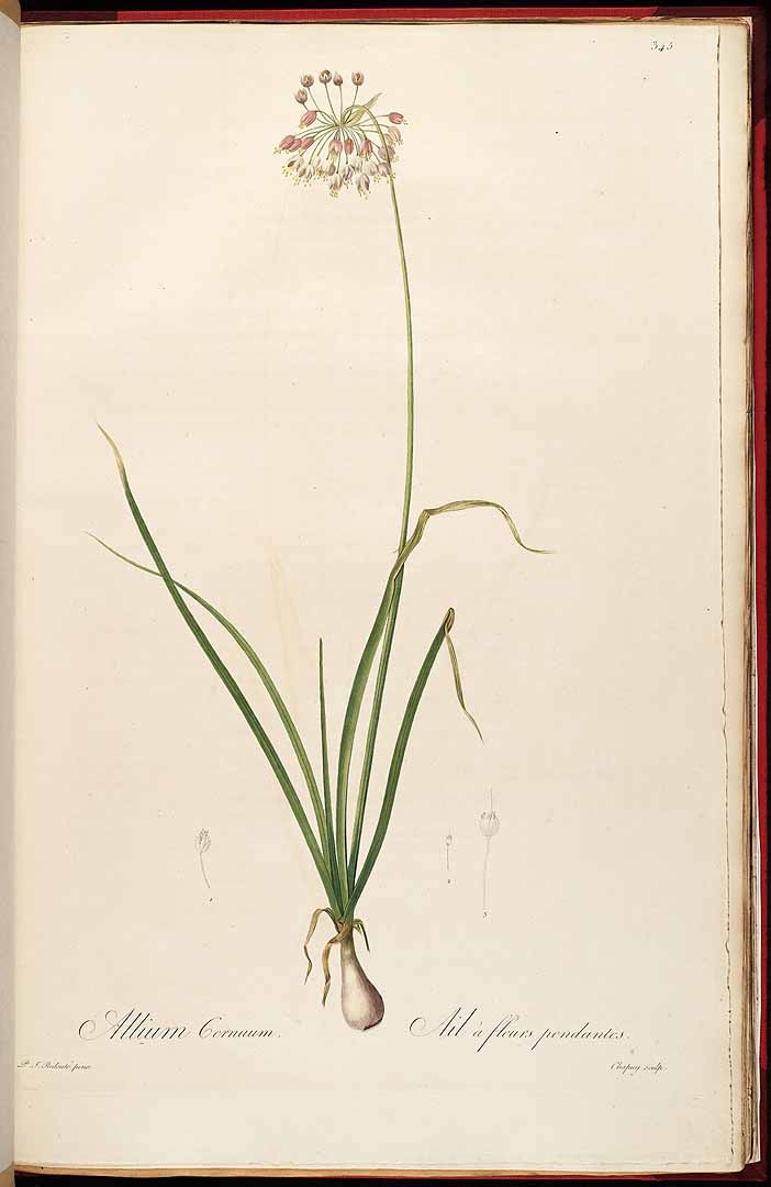 no HD illustration available (3)