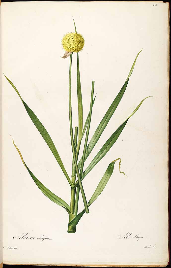 no HD illustration available (3)