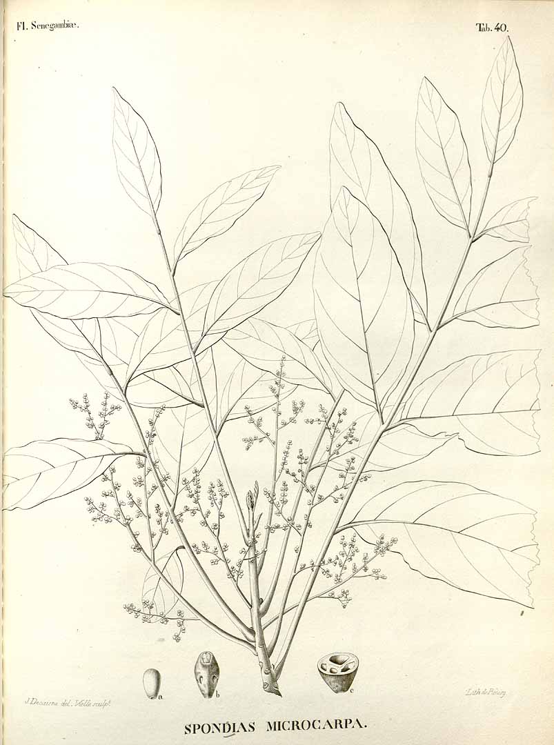 no HD illustration available (3)