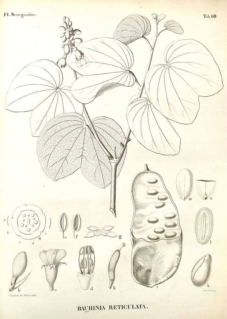 no HD illustration available (3)