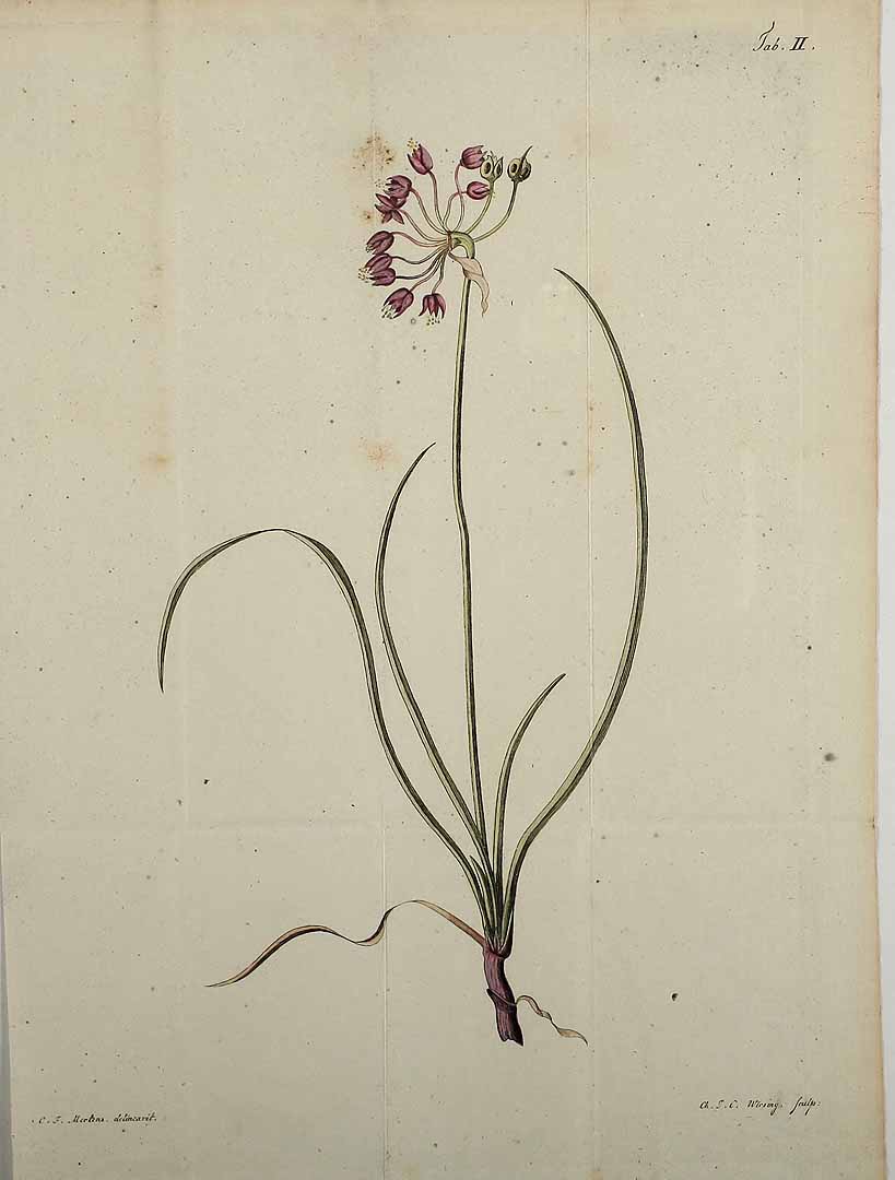 no HD illustration available (3)