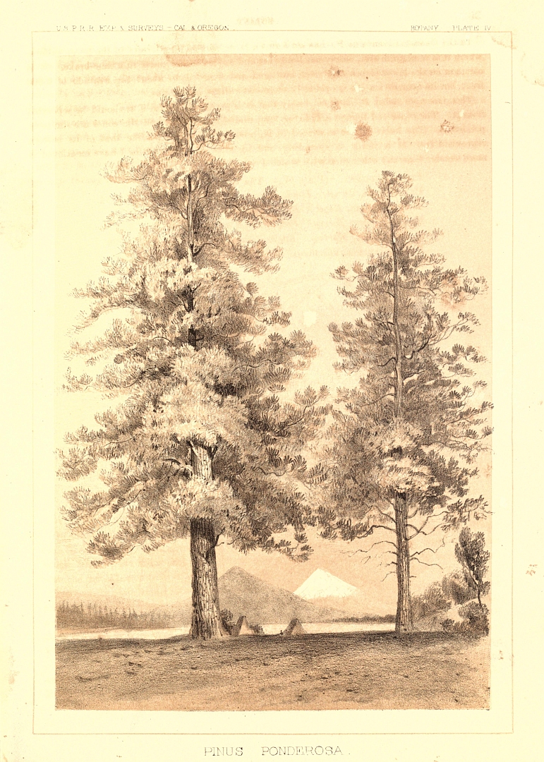 no HD illustration available (3)