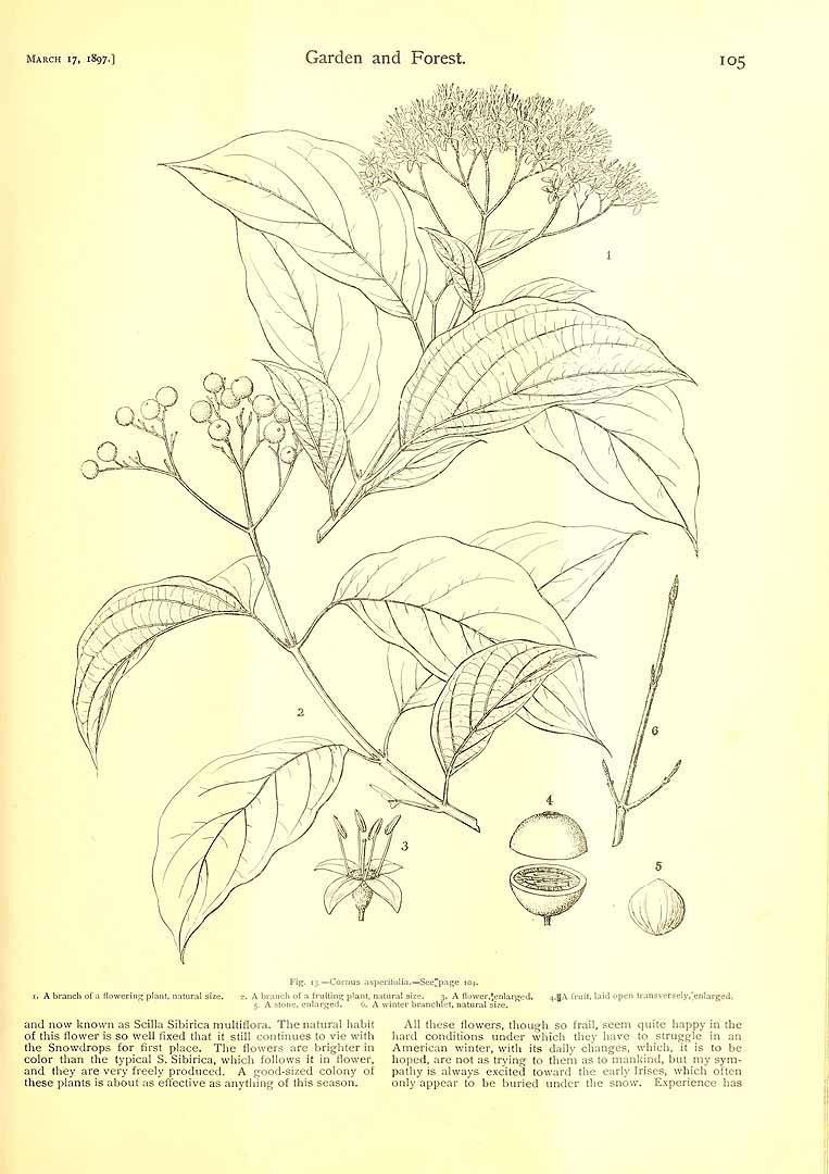 no HD illustration available (3)