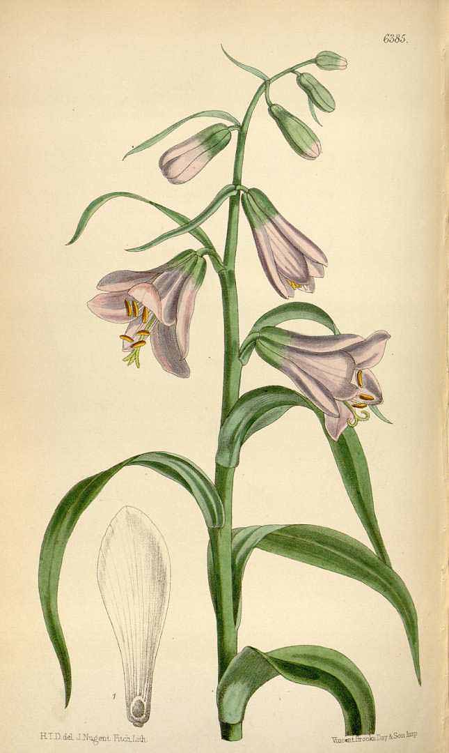 no HD illustration available (3)