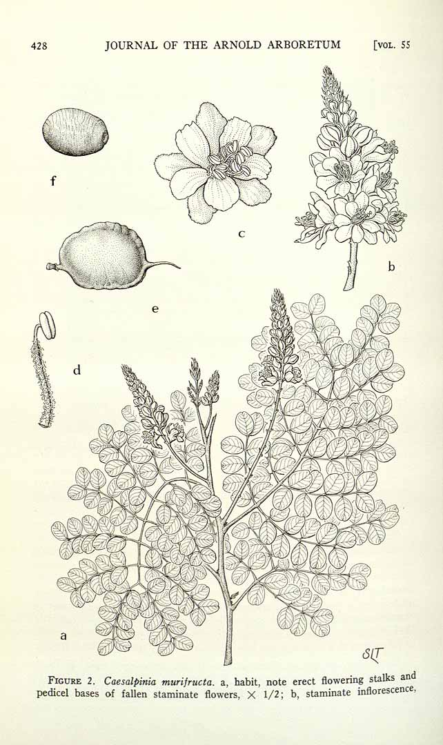 no HD illustration available (3)