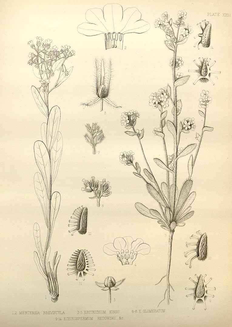 no HD illustration available (3)