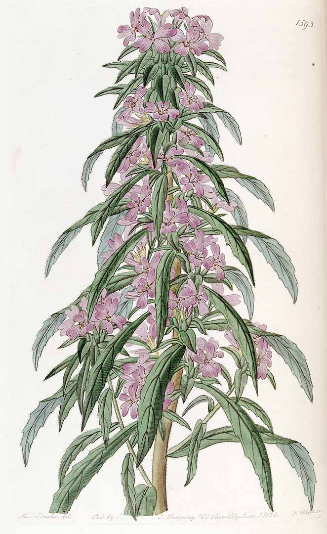 no HD illustration available (3)