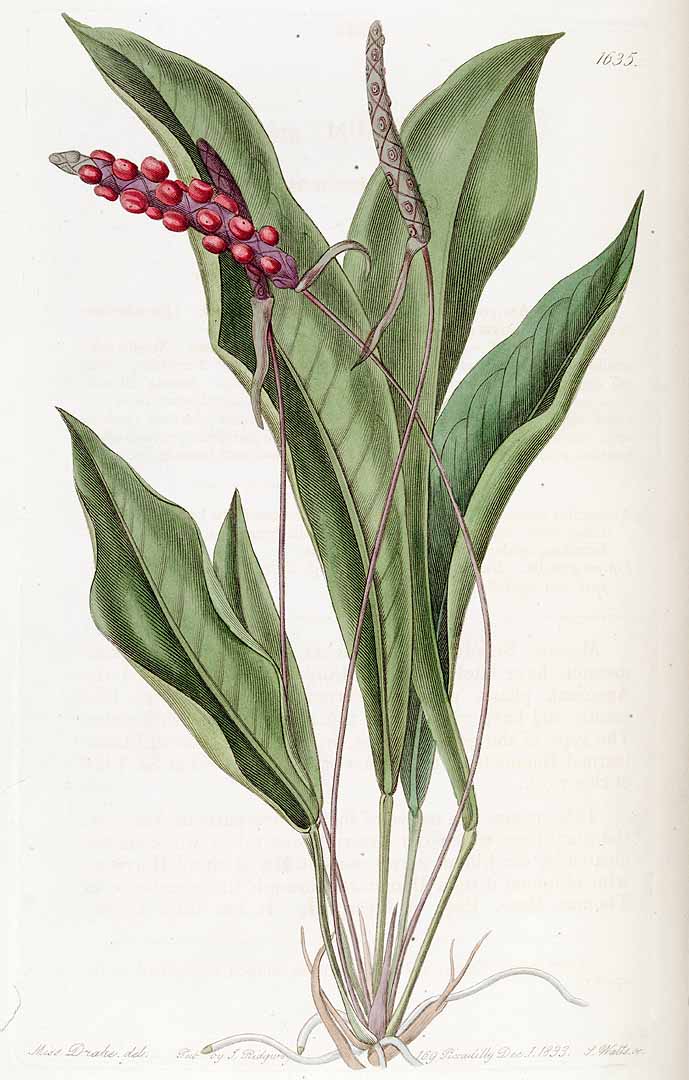 no HD illustration available (3)