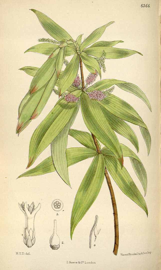 no HD illustration available (3)