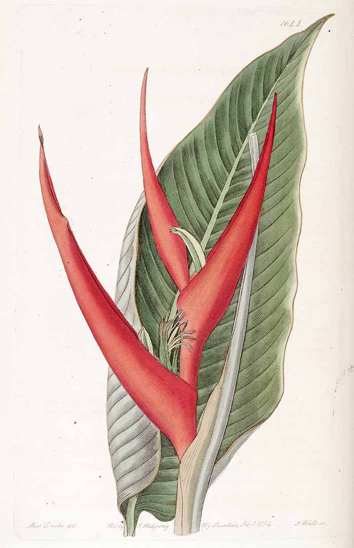 no HD illustration available (3)