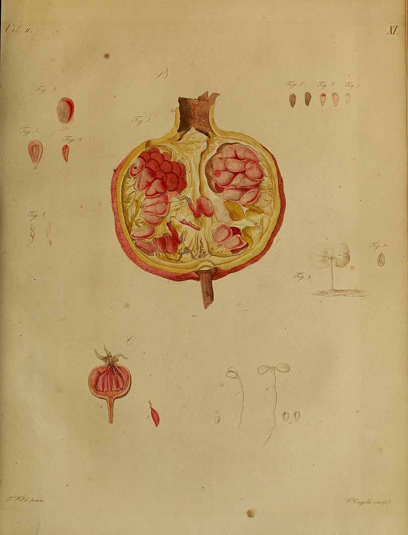 no HD illustration available (3)